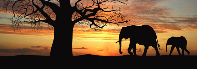 Deux éléphants dans le soleil couchant au Kenya