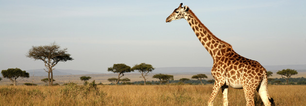 Girafe dans une réserve en Afrique