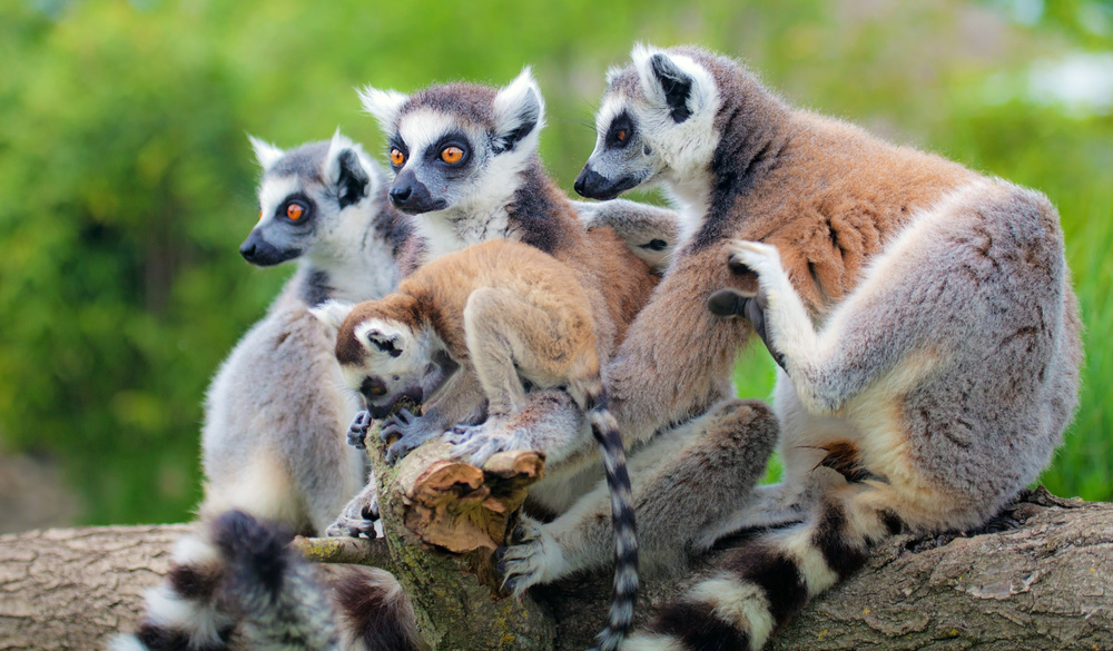 Lemurien - Madagascar