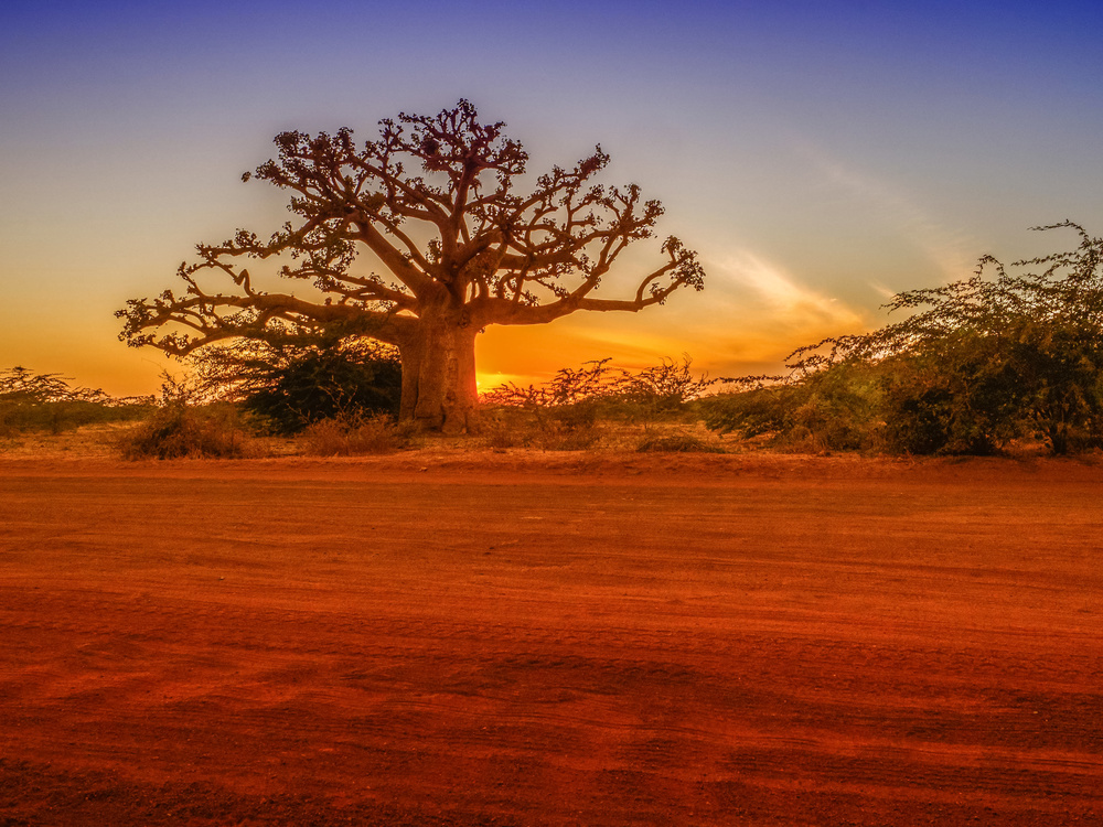 Baobab - Sénégal