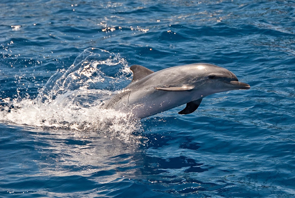 Dauphin dans l'eau de la mer