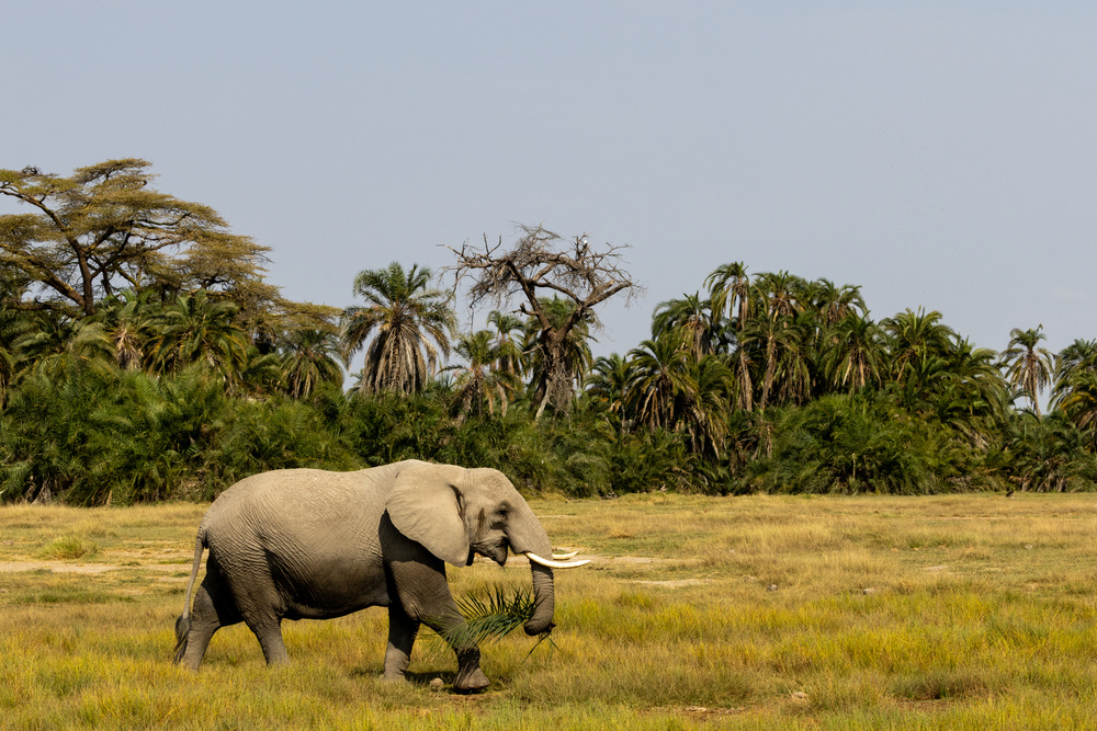 Eléphant au safari au Kenya