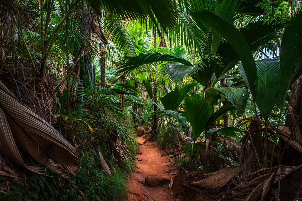 Forêt tropicale de Praslin, Seychelles