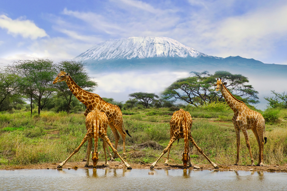 Parc national à Amboseli, Kenya