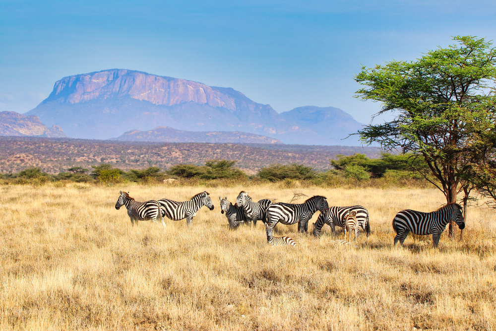 Zèbres avec la montagne, Kenya