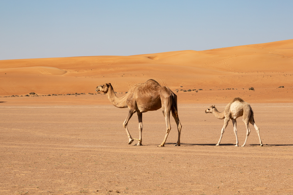 Désert d'Oman avec des chameaux