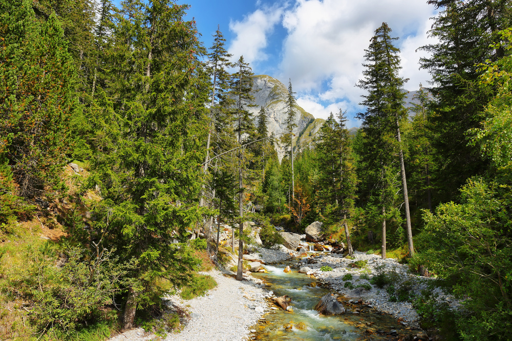 Forêt de la Vanoise aux Alpes en France