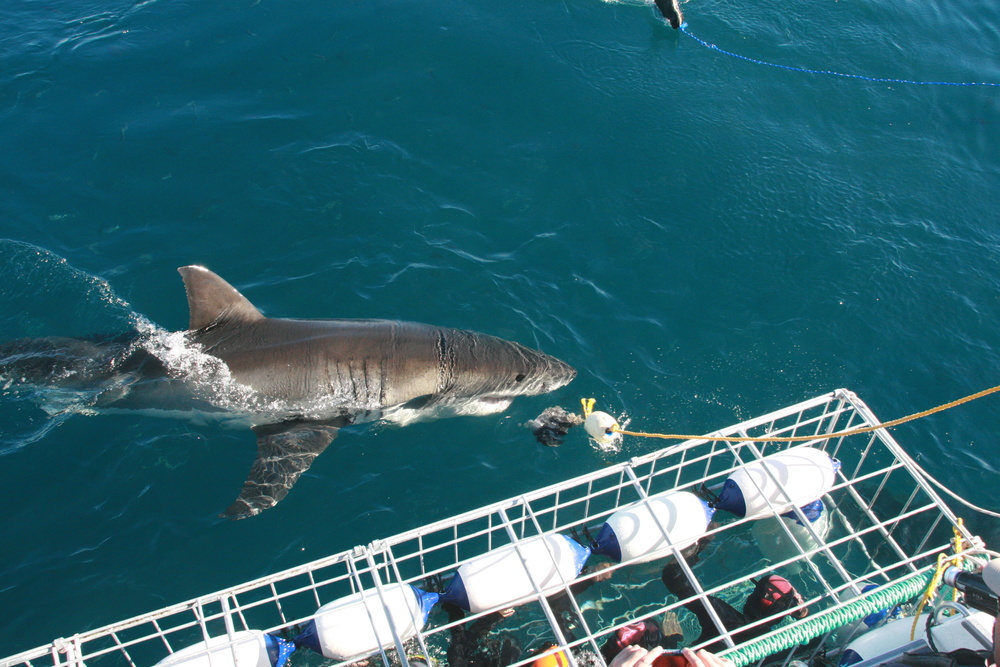 Plonger avec des requins blanc