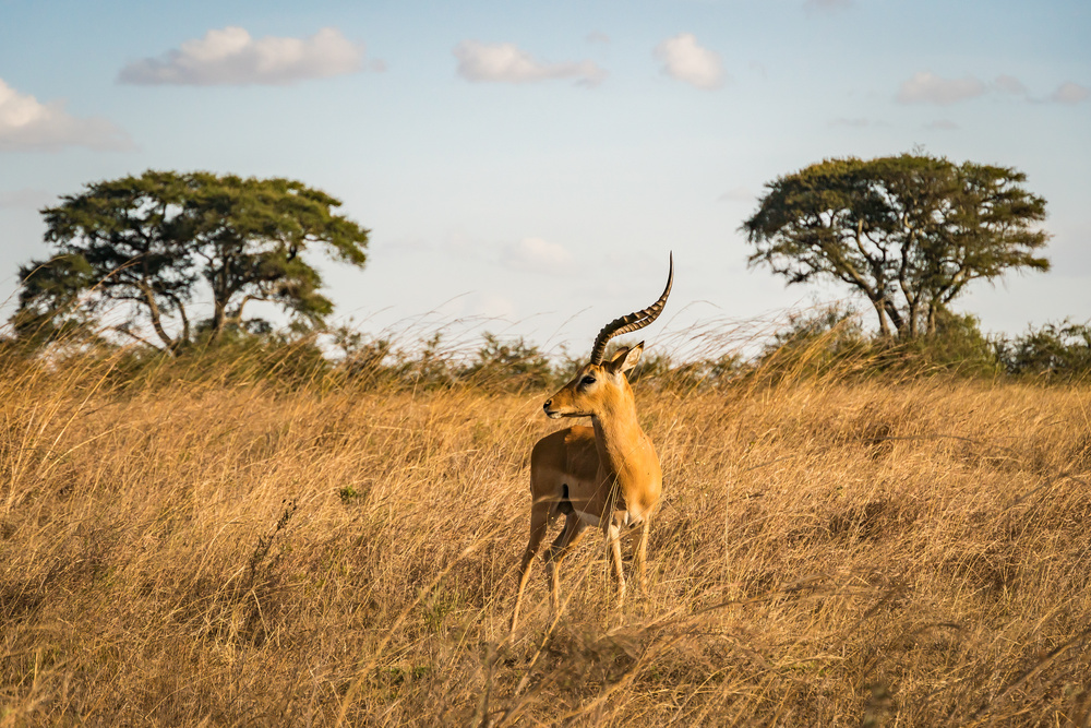 Gazelle impala dans le parc national, Nairobi, Kenya
