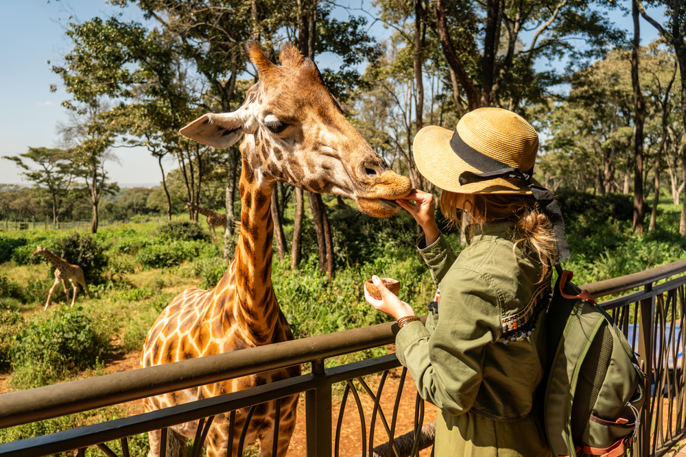 Touriste au safari nourrissant une girafe
