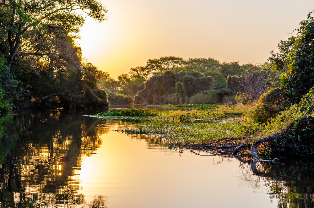 Pantanal paysage nature