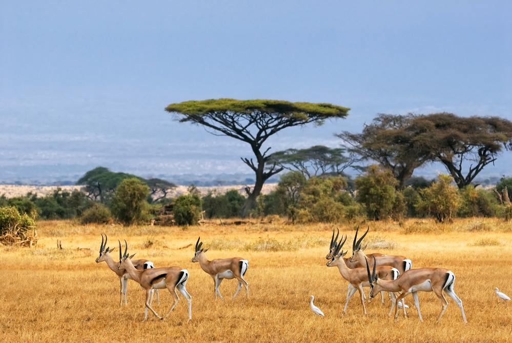 Des gazelles en Afrique du Sud